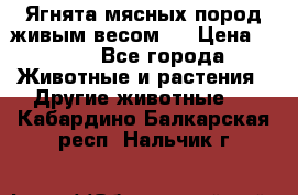 Ягнята мясных пород живым весом.  › Цена ­ 125 - Все города Животные и растения » Другие животные   . Кабардино-Балкарская респ.,Нальчик г.